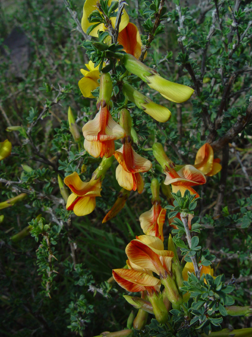 Image of Caragana kirghisorum specimen.