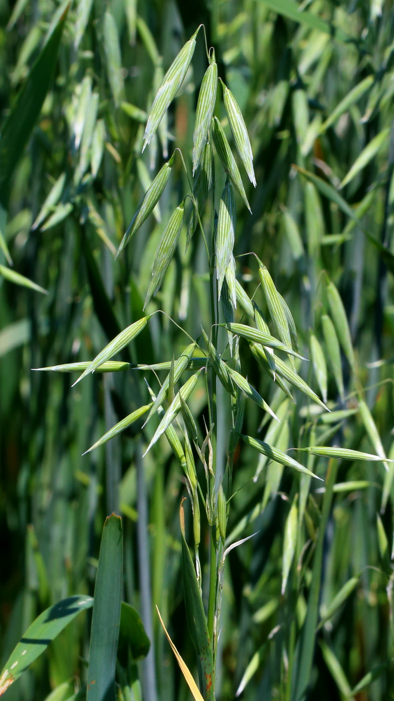 Овёс посевной (Avena sativa)