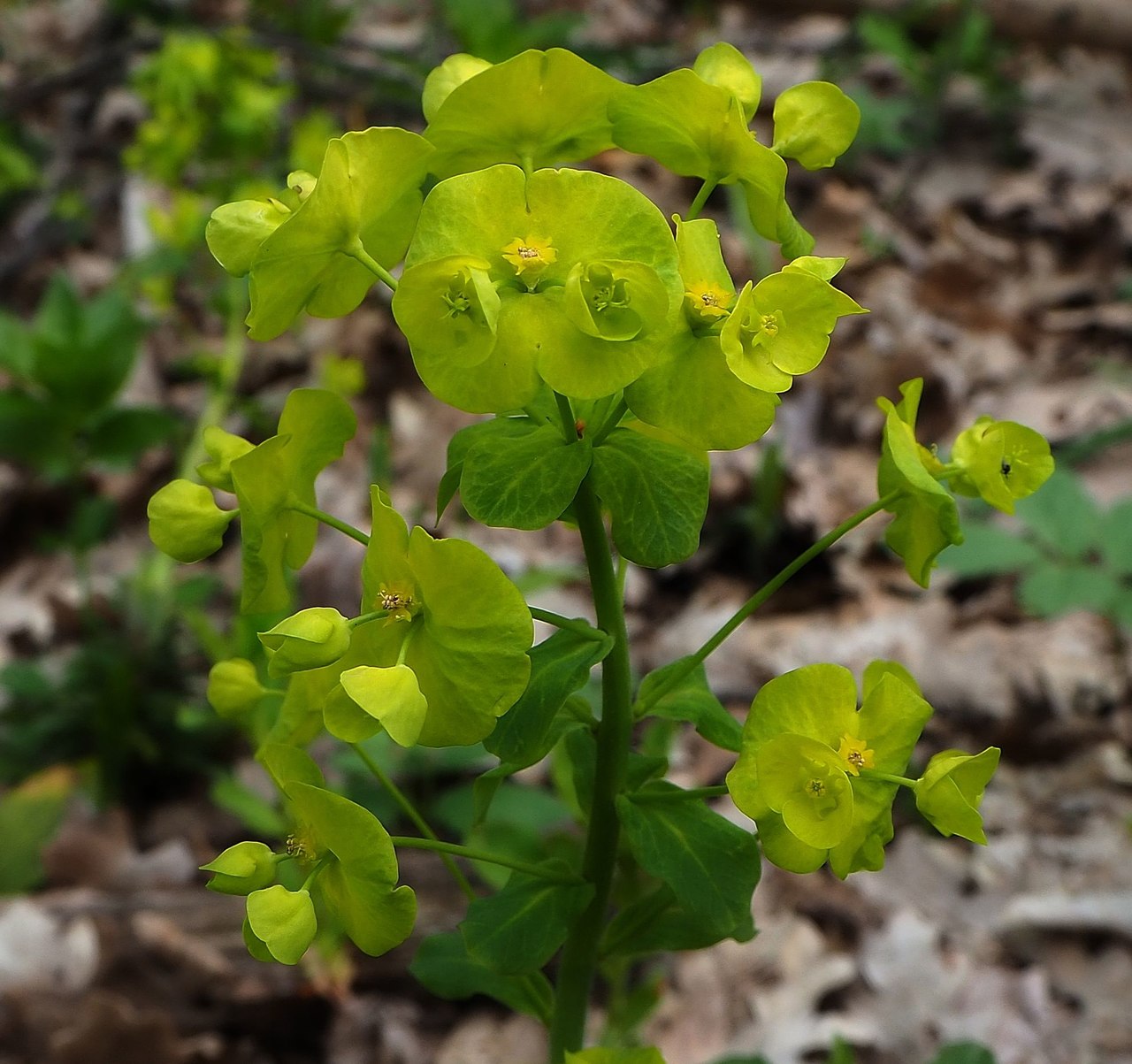 Изображение особи Euphorbia amygdaloides.