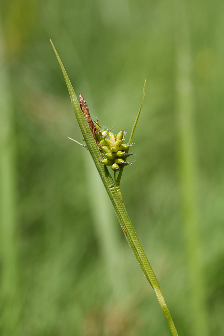 Изображение особи Carex pallescens.
