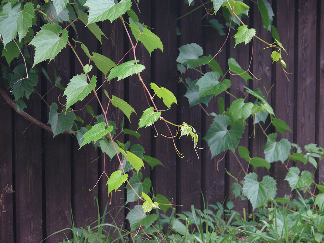 Image of genus Vitis specimen.