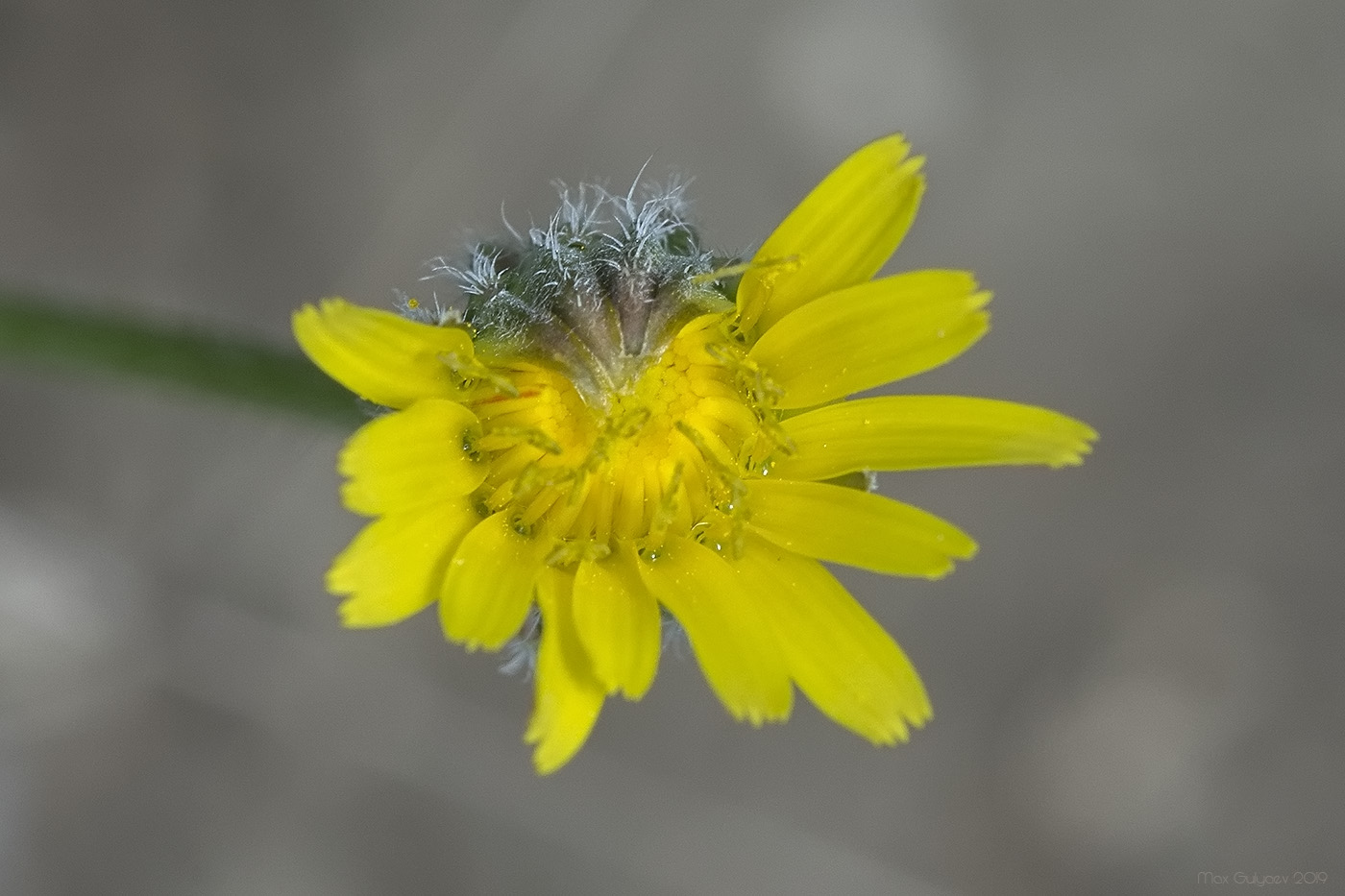 Image of Crepis rhoeadifolia specimen.
