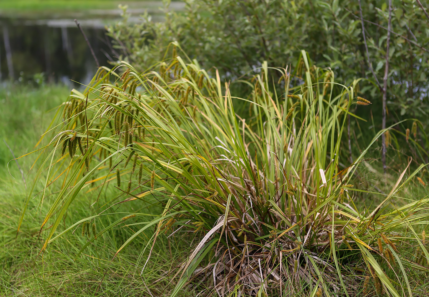 Изображение особи Carex pseudocyperus.