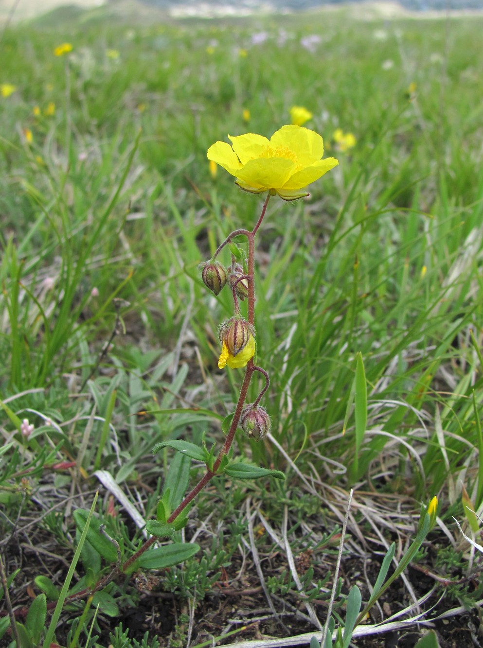 Изображение особи род Helianthemum.