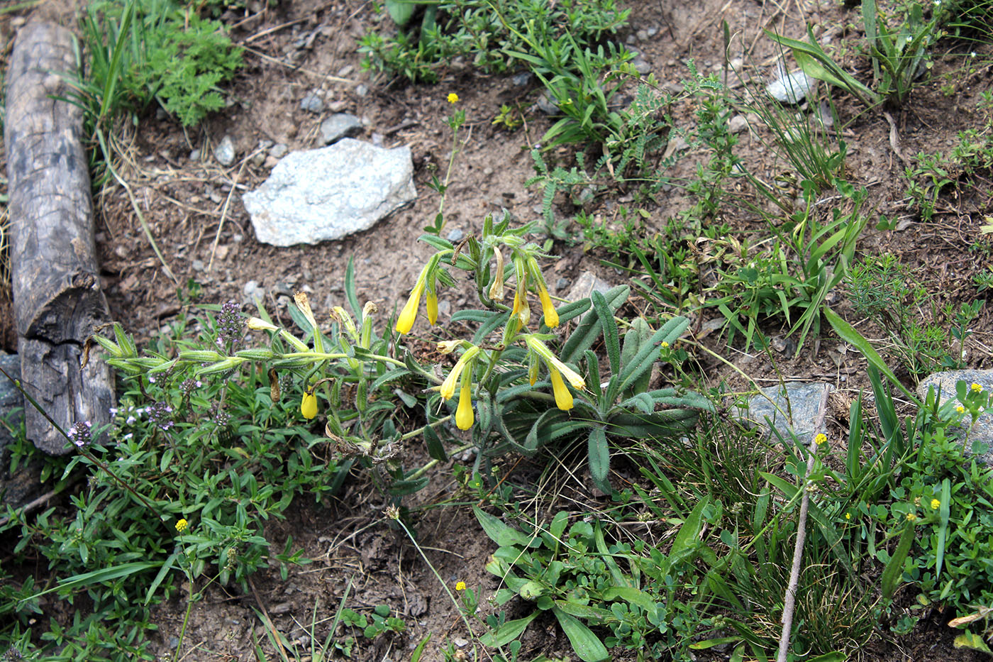 Изображение особи Onosma caucasica.