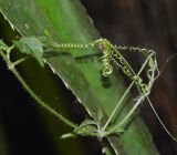 Momordica anigosantha. Часть стебля с усиками; часть листа - Pandanus rabaiensis. Танзания, автономия Занзибар, о-в Унгуджа, Central South Region, национальный парк \"Jozani Chwaka Bay\". 29.10.2018.