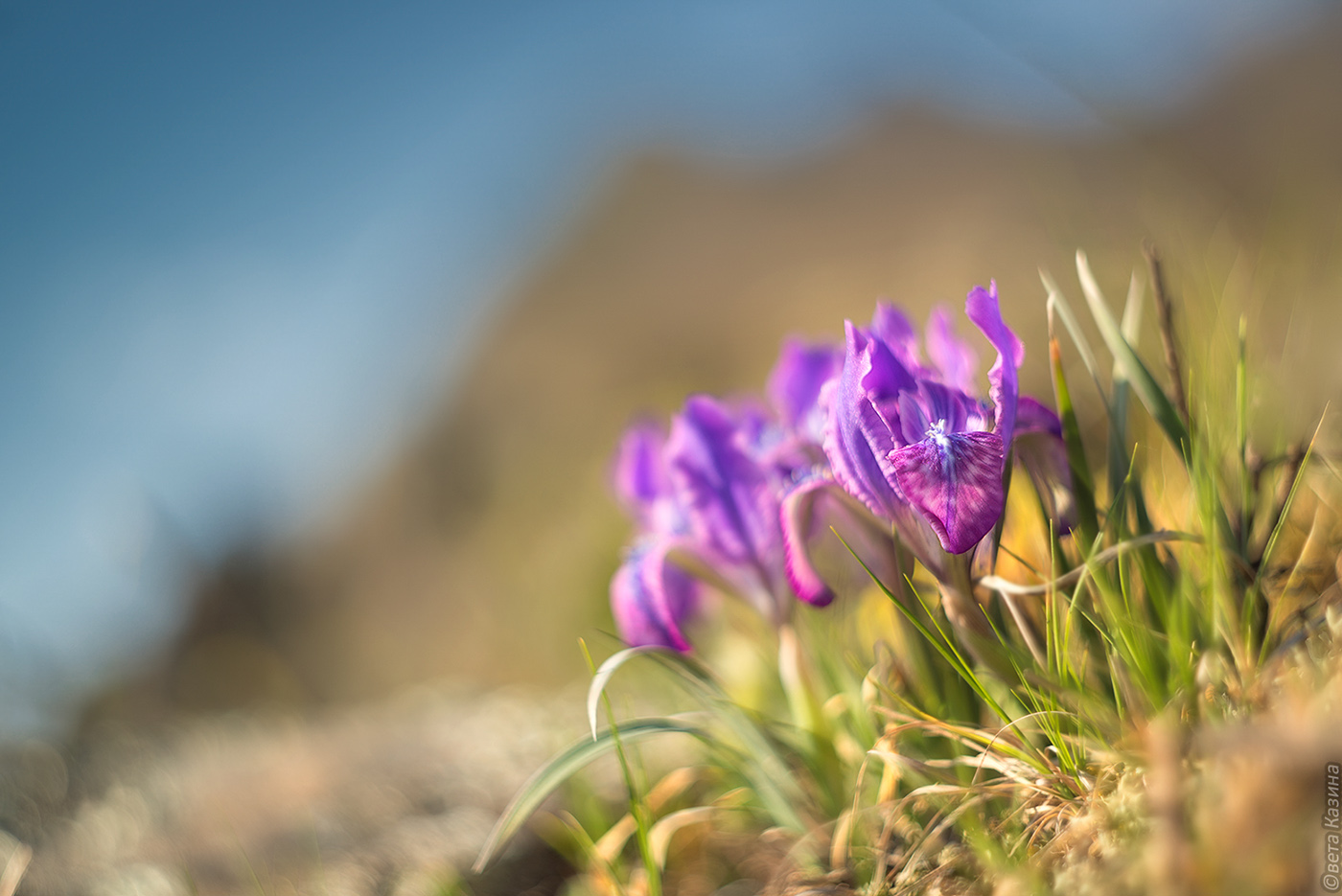 Изображение особи Iris tigridia.