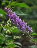 Aconitum septentrionale