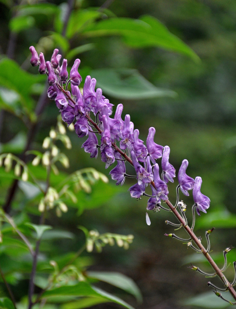 Изображение особи Aconitum septentrionale.