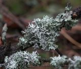 Hypogymnia physodes. Талломы на ветве берёзы. Московская обл., Раменский р-н, окр. дер. Хрипань, дача. 01.10.2019.