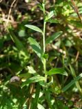 Myosotis palustris