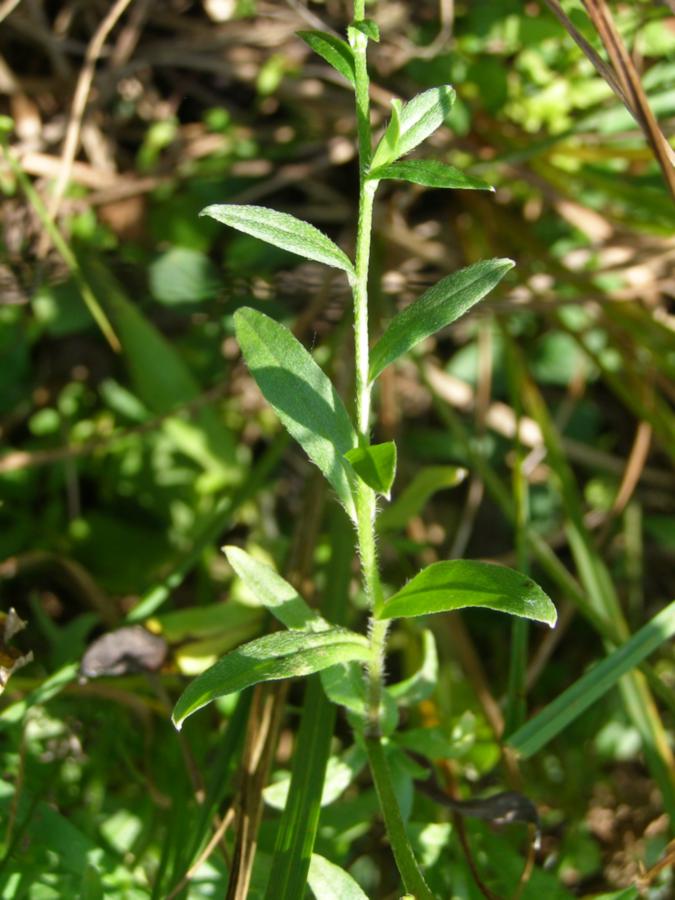 Изображение особи Myosotis palustris.