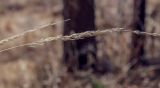 Calamagrostis arundinacea