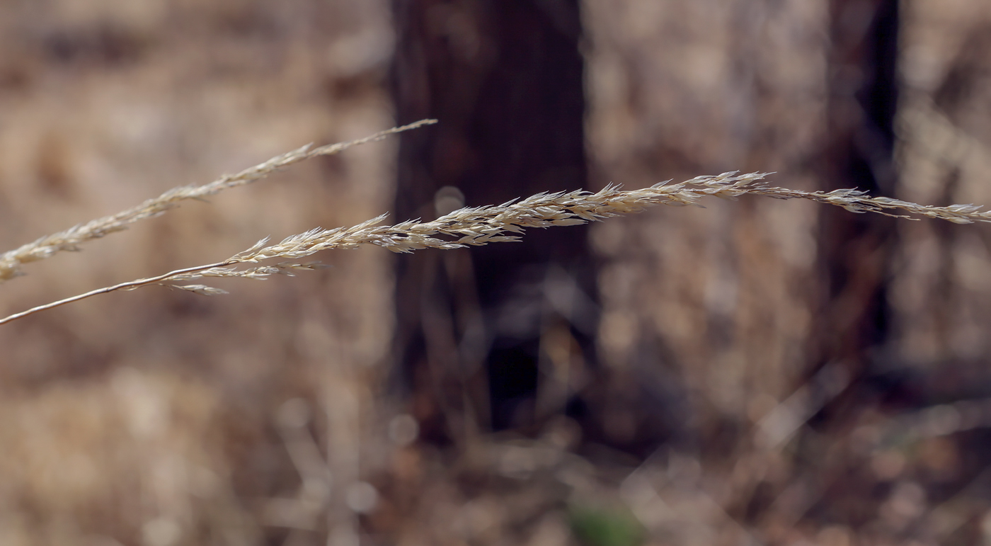 Изображение особи Calamagrostis arundinacea.