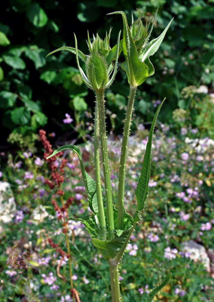 Image of Dipsacus laciniatus specimen.