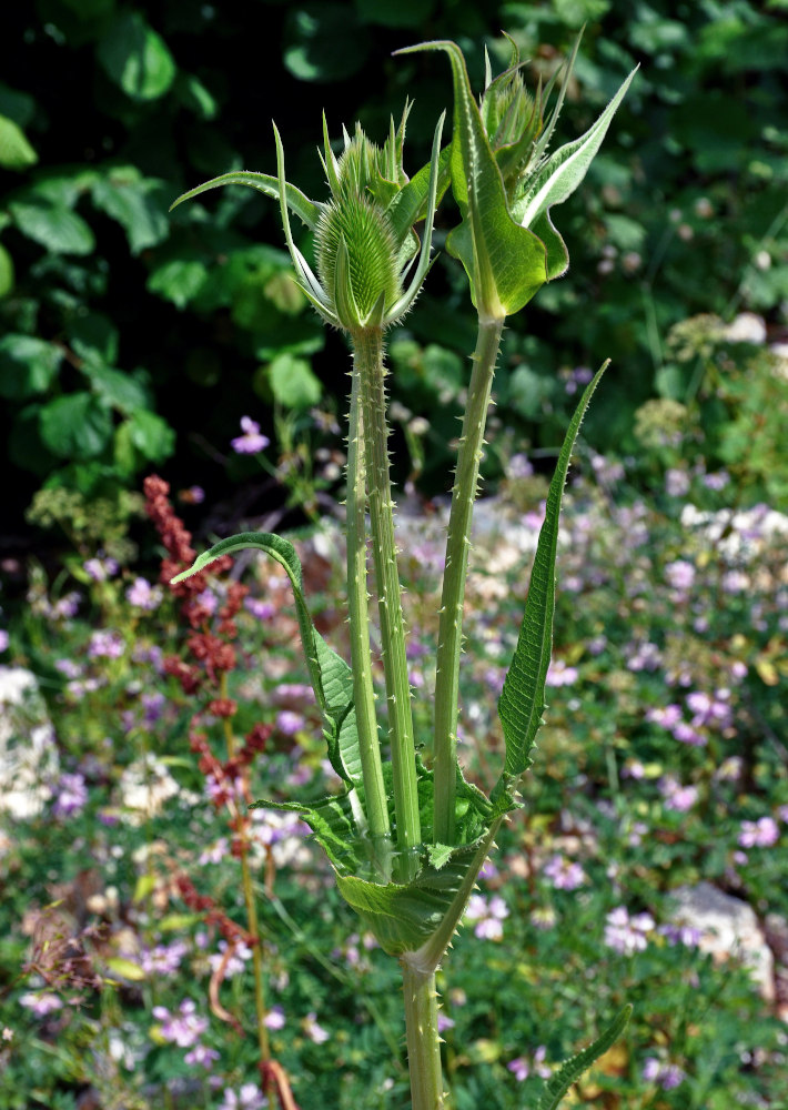 Изображение особи Dipsacus laciniatus.