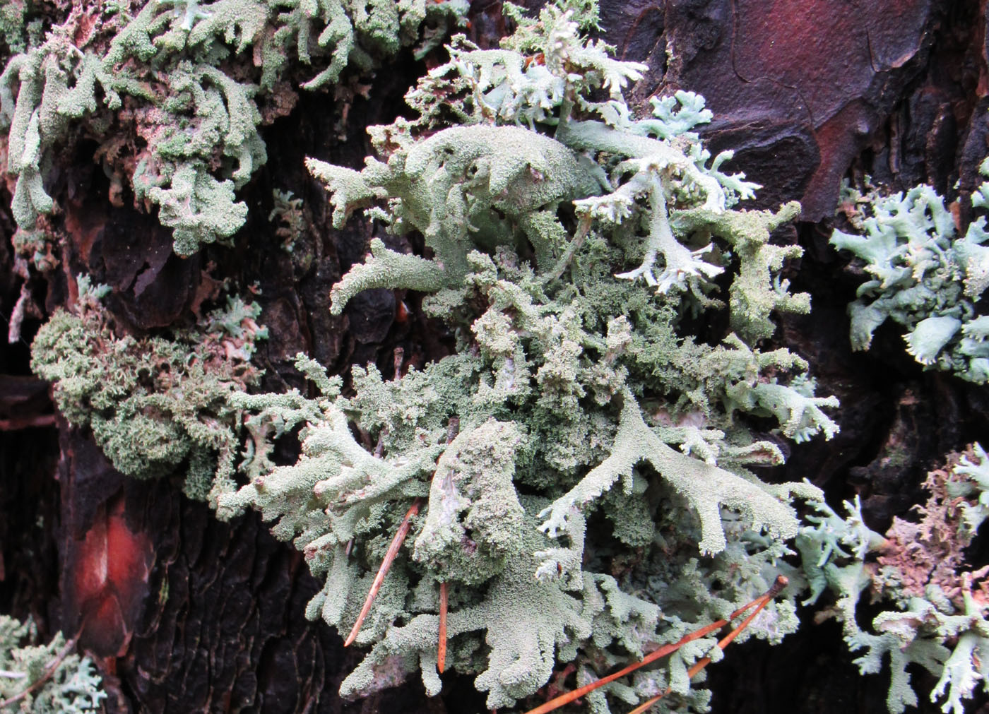 Image of Pseudevernia furfuracea specimen.