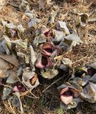 Asarum sieboldii