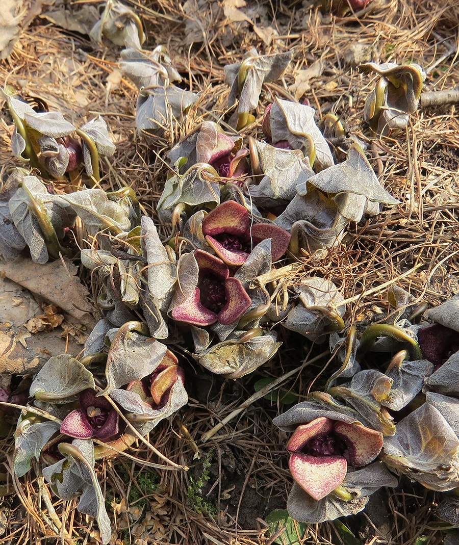 Изображение особи Asarum sieboldii.