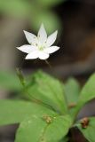 Trientalis europaea. Цветок. Карельский перешеек, окр. Сертолово, в смешанном лесу. 25.05.2019.