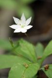 Trientalis europaea