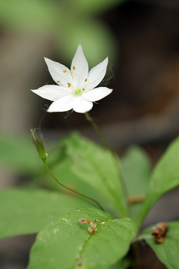 Image of Trientalis europaea specimen.