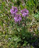 Pedicularis anthemifolia