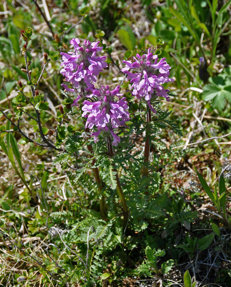 Изображение особи Pedicularis anthemifolia.