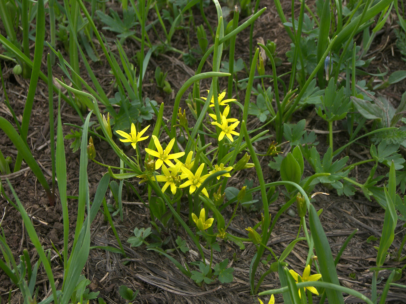 Image of Gagea luteoides specimen.