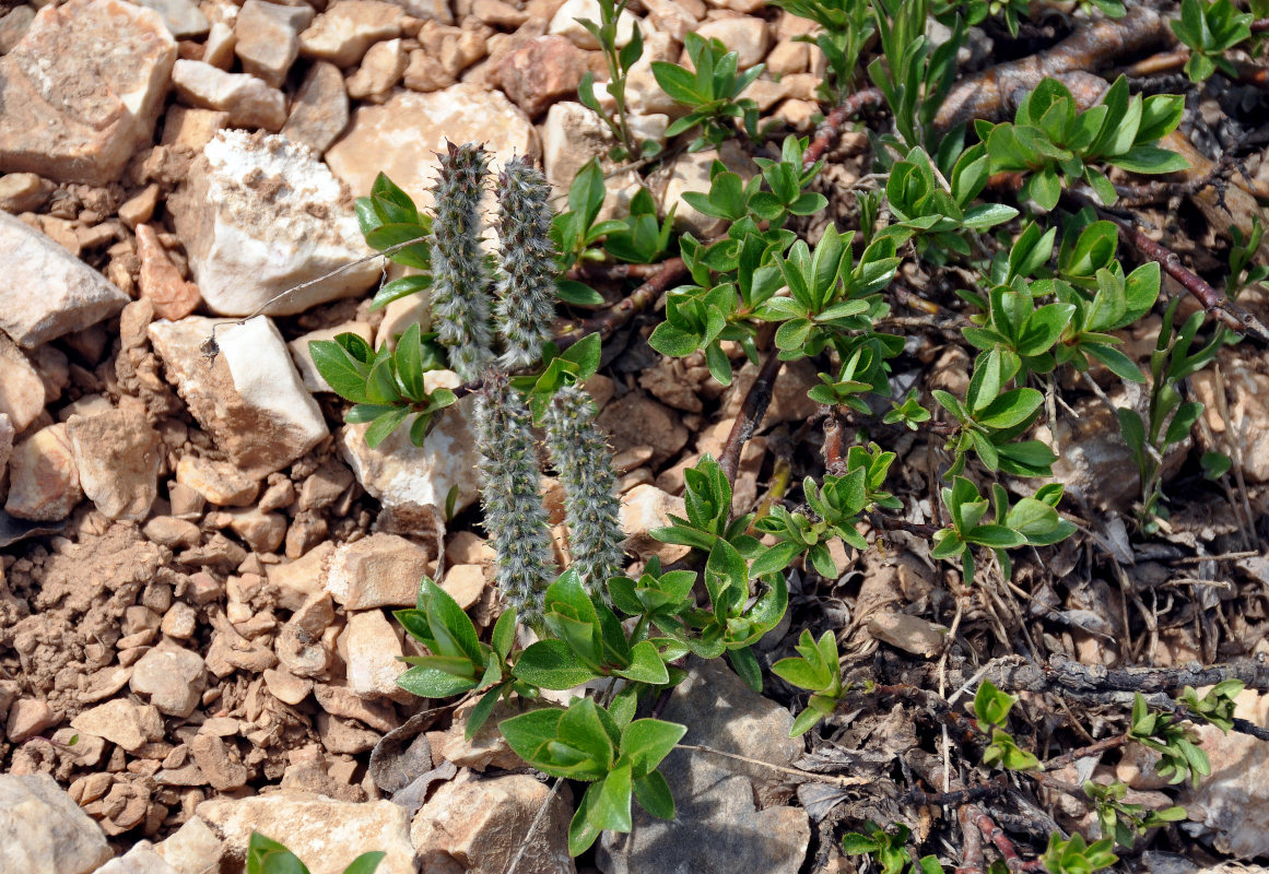 Image of genus Salix specimen.
