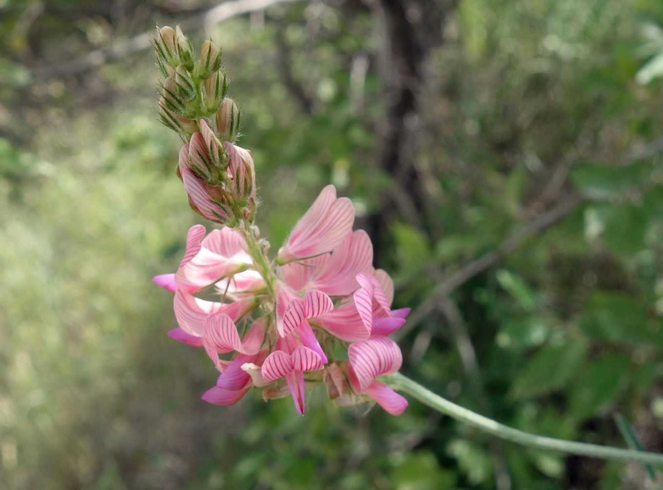 Image of Onobrychis arenaria specimen.