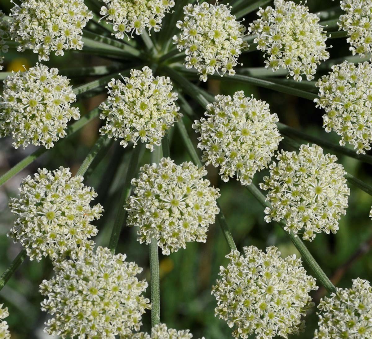 Изображение особи Zosima absinthifolia.