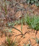 Tulipa biflora