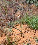 Tulipa biflora. Плодоносящее растение. Астраханская обл., берег оз. Баскунчак, окр. Баскунчакской пещеры, сухой склон. 02.05.2019.