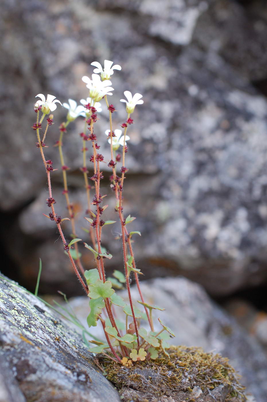 Image of Saxifraga cernua specimen.