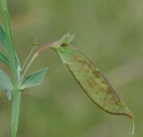 Image of taxon representative. Author is Роланд Цандекидис