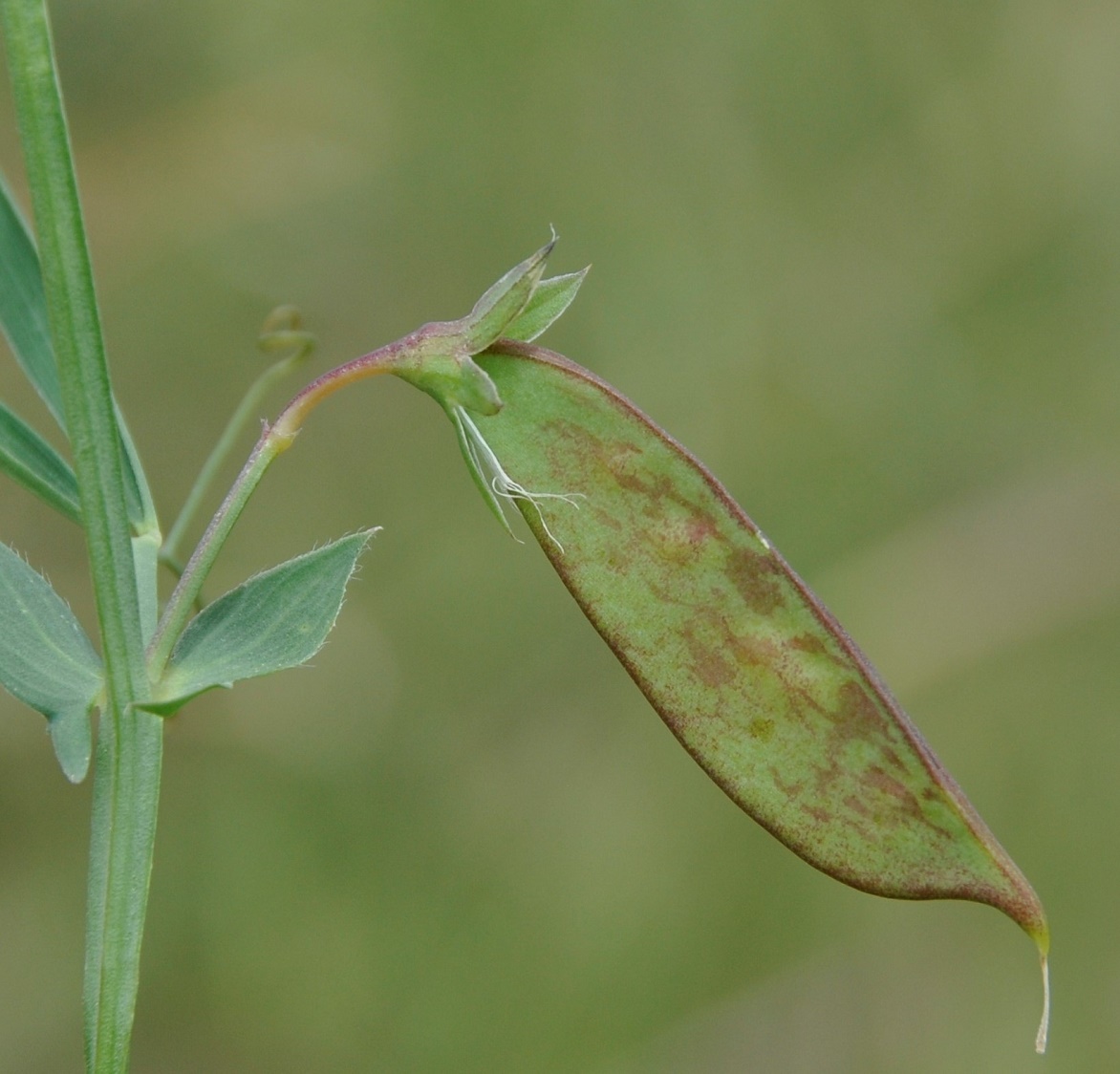 Изображение особи Lathyrus cicera.