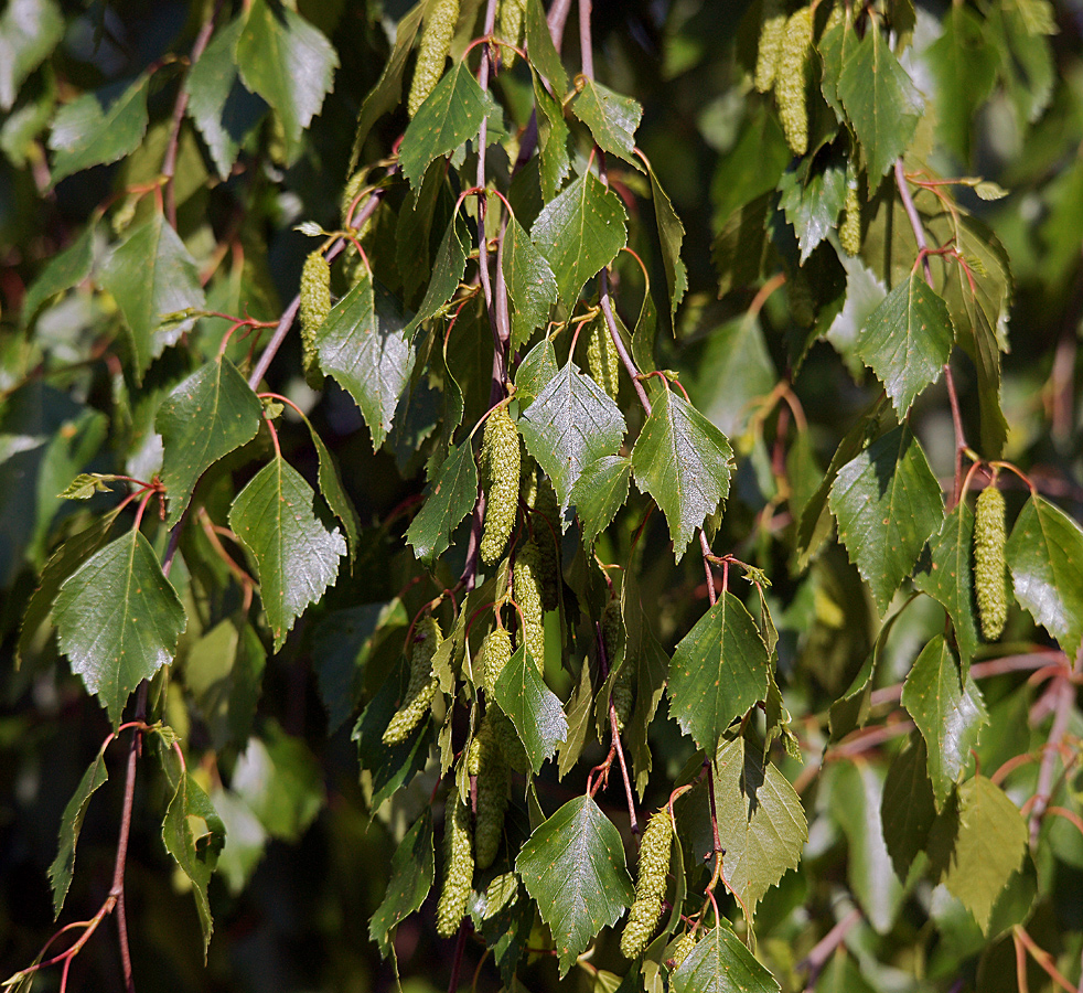 Изображение особи Betula pendula.