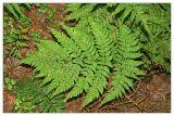 Dryopteris expansa. Вайя. Республика Татарстан, Волжско-Камский заповедник. 09.07.2010.