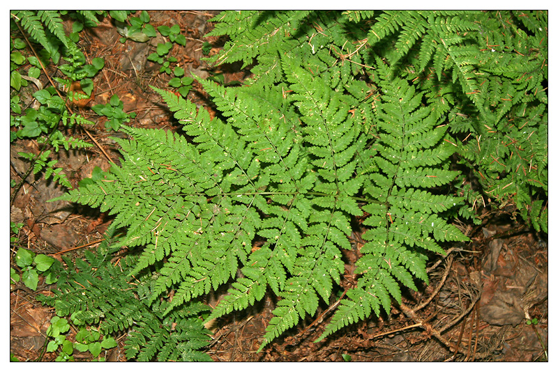 Изображение особи Dryopteris expansa.