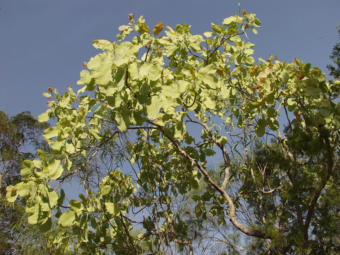 Изображение особи род Terminalia.