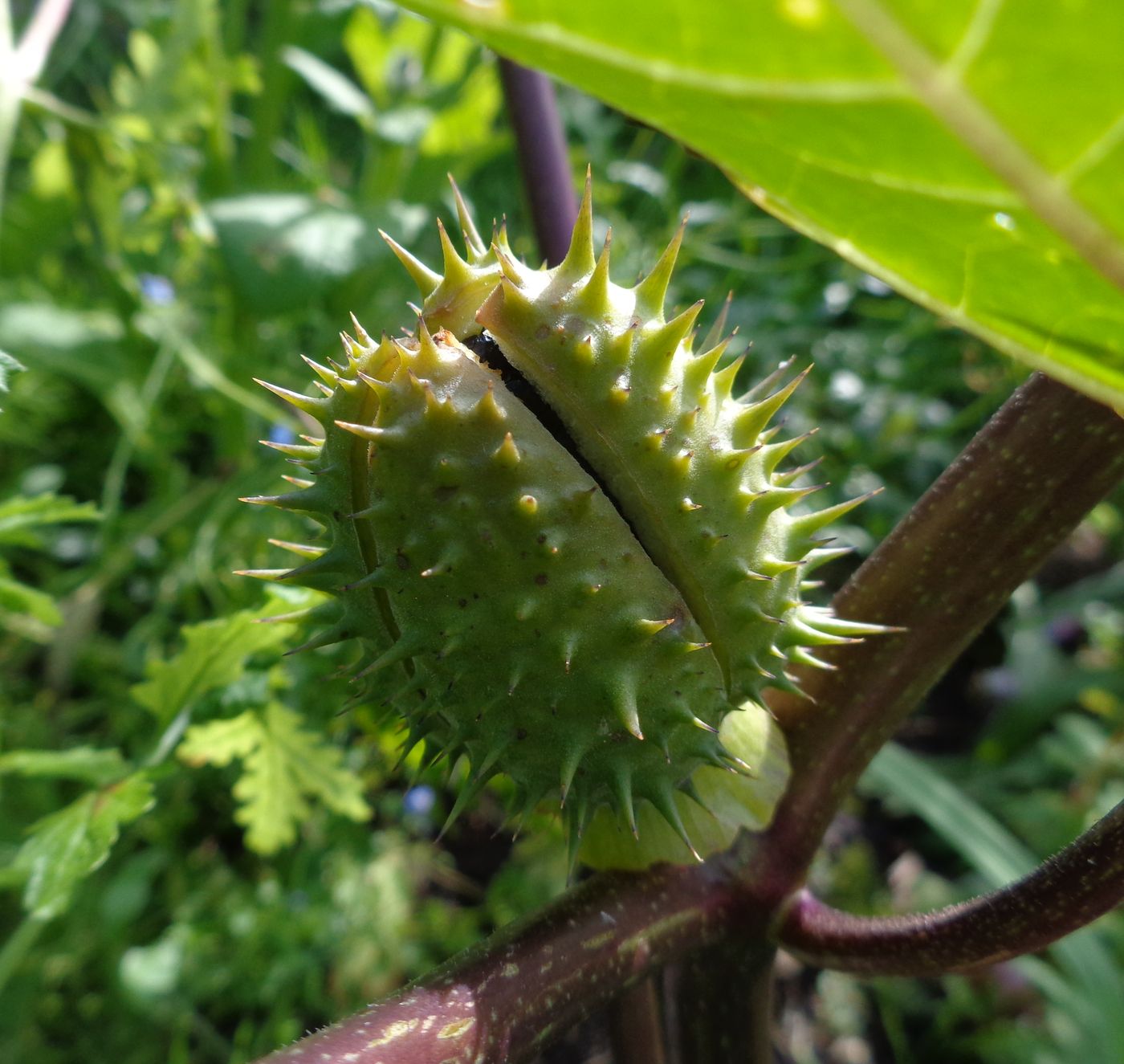 Image of Datura stramonium var. tatula specimen.