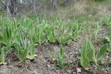 семейство Asteraceae. Аспект вегетирующих растений. Краснодарский край, м/о г. Новороссийск, окр. села Васильевка, поляна в посадках сосны. 26.04.2020.