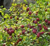 Prunus domestica
