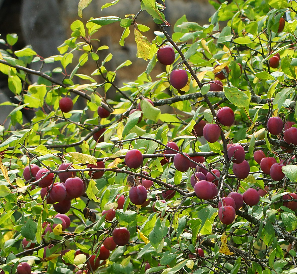 Изображение особи Prunus domestica.