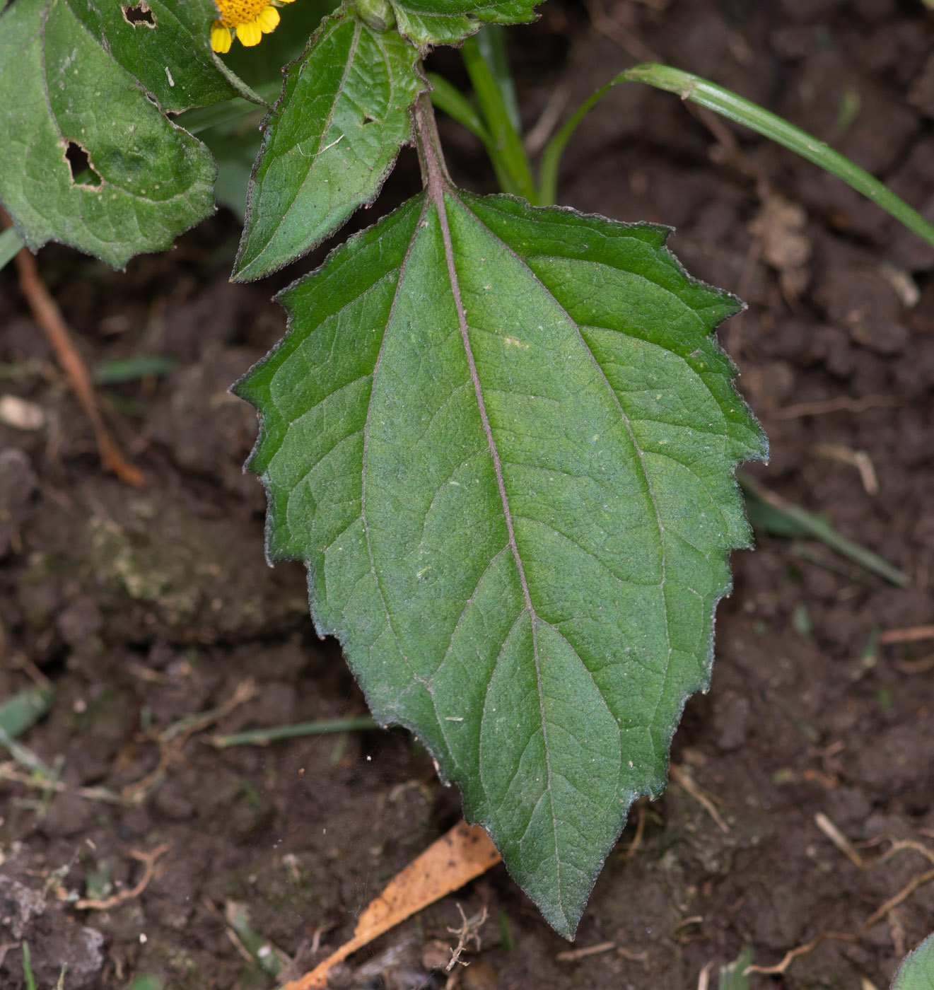 Image of Acmella ciliata specimen.