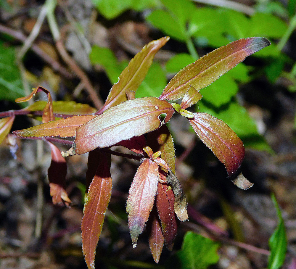 Image of Veronica umbrosa specimen.