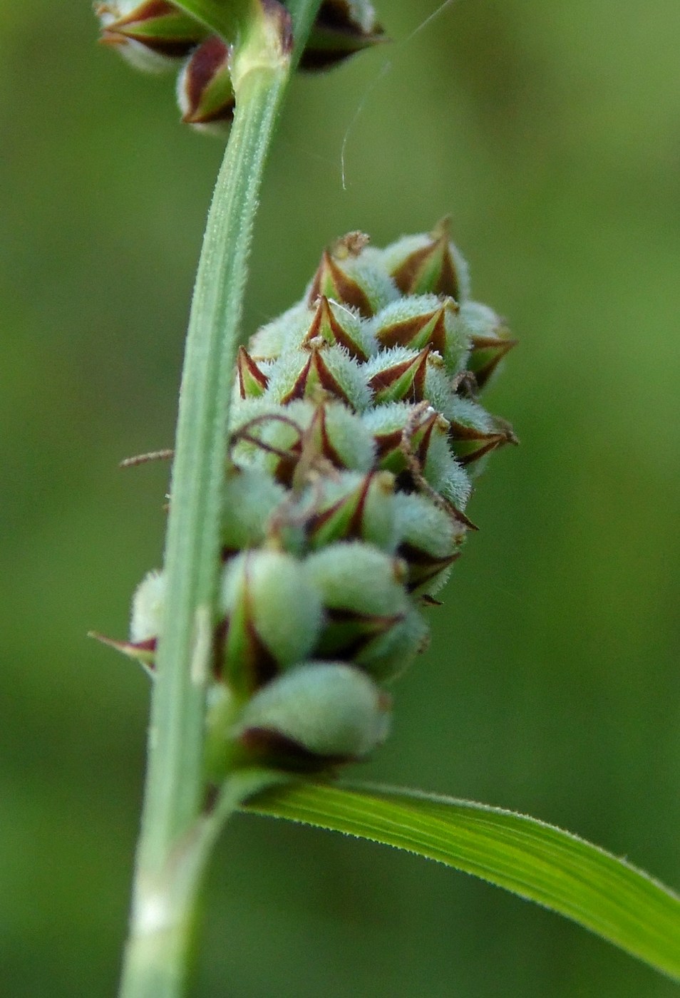 Image of Carex tomentosa specimen.