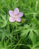 Geranium collinum. Цветок. Краснодарский край, между станицами Шкуринская и Канеловская, пойменный луг. 17.06.2020.