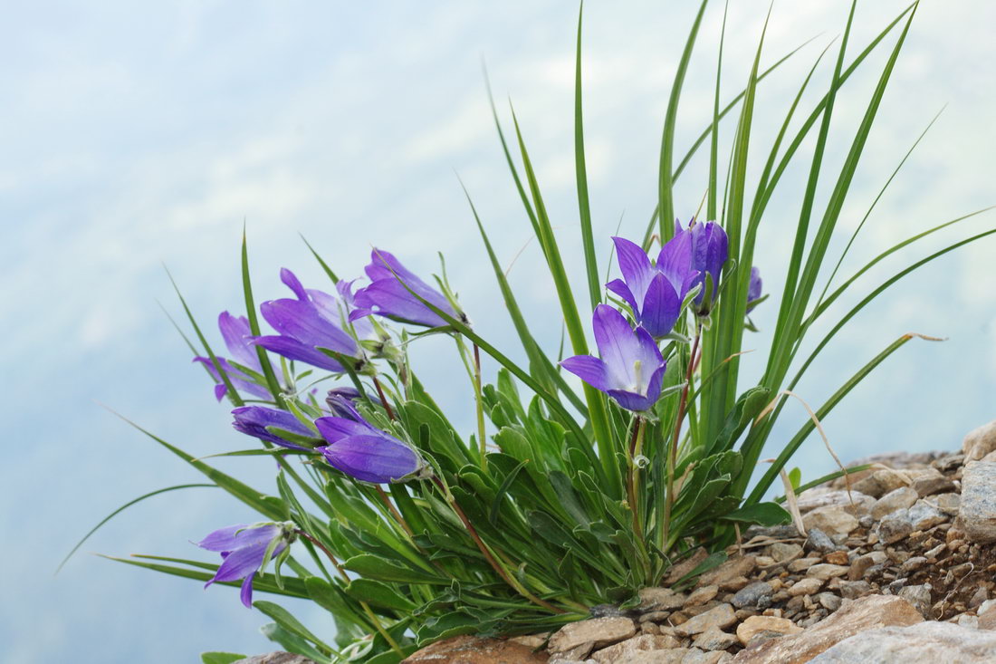 Изображение особи Campanula biebersteiniana.